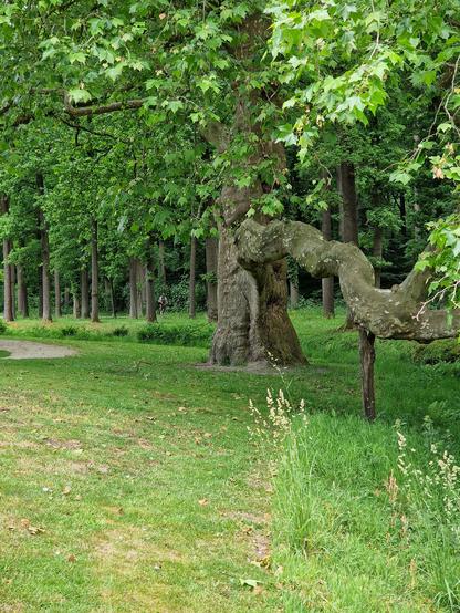 Really big tree in the grass with a huge branch sticking out, that is supported by woord. It is all green in the photo