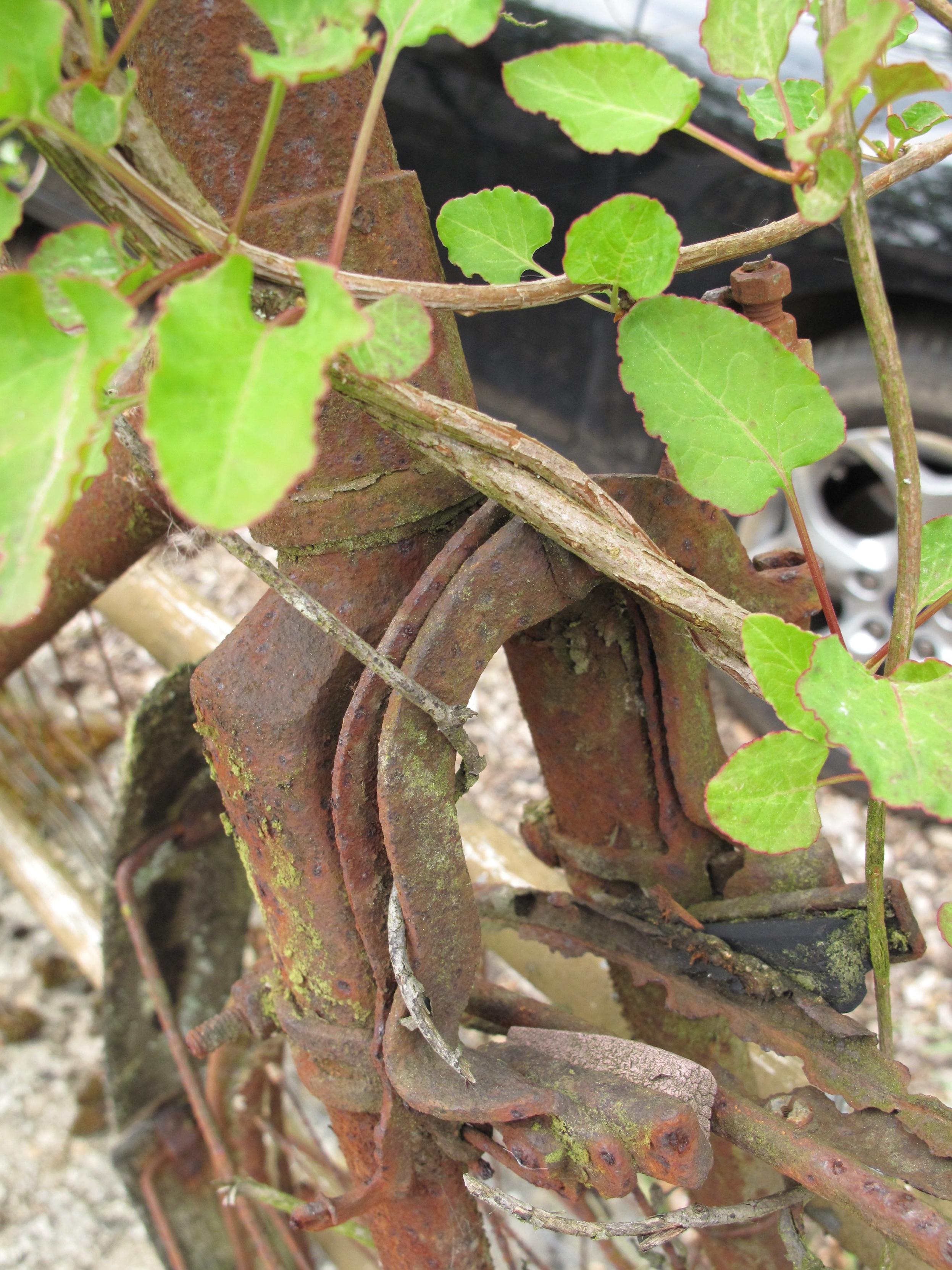 Gabelkopf und Bremse eines sehr alten, völlig verrosteten Fahrrades, das schon mit Flechten bewachsen ist und von Ranken umwuchert ist. Von der Felge sind nur noch die Flanken übrig, der Felgenboden ist komplett weg gerostet 