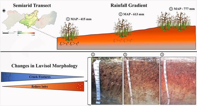 Morphological variations in Luvisols along a precipitation gradient in Borborema Province (PE). The semi-arid transect reveals increasing rubification (redness index) and decreasing shrink-swell features as rainfall (Mean Annual Precipitation – MAP: 415 to 777 mm) increases. Soil profile photographs highlight structural and chromatic contrasts observed in the field.