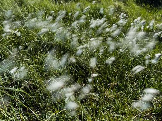 Cotton grass in the wind