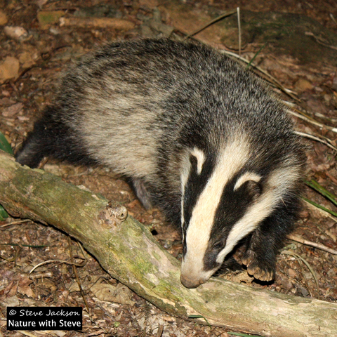 Photo of a Eurasian Badger cub, foraging on the woodland floor. He or she has just reached a long-dead fallen branch, and their nose is just above it. The cub is close, so we are looking down on the animal at an angle; they are walking towards the bottom right corner of the image (so we see their back and their right side) but with their head turned to the left. This gives us a good view of the stripy face for which Badgers are well known; the head is white, but with a thick black stripe running up each side from the muzzle to just beyond the ears, enclose the ears (which have white tips) and the eyes. The body fur appears grey, due to the fact that each guard hair is whitish with a black band near the tip. The legs and feet however are black.