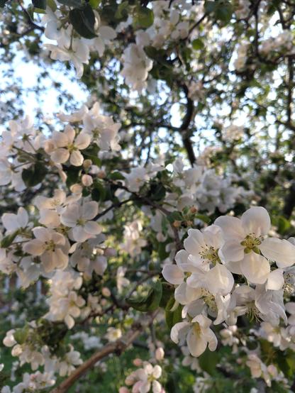 White Apple blossoms.