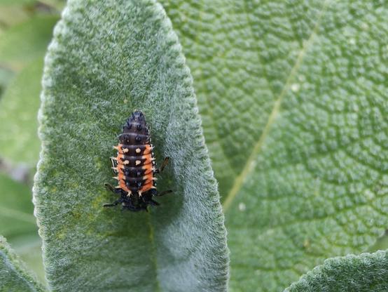 Larvae of an ladybird