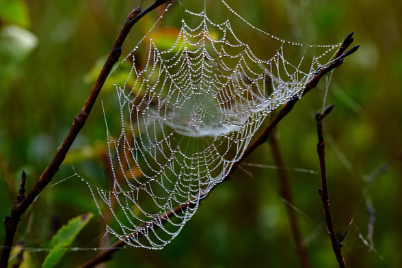 A close-up photograph captures a brown spider web covered in early morning dew droplets, glistening in the soft sunlight. Each individual water droplet acts as a tiny lens, reflecting and refracting the surrounding green foliage. The intricate geometric pattern of the spider web spans between two dark brown tree branches against a blurred background of leaves and twigs. Macro photography with shallow depth of field and natural morning lighting.