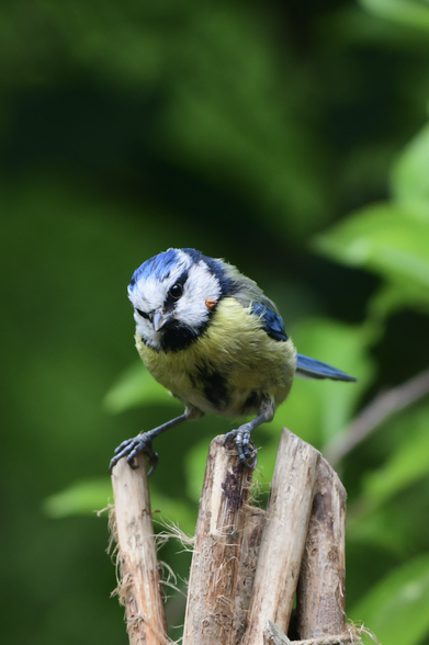 A yellow and blue bird against a green background,