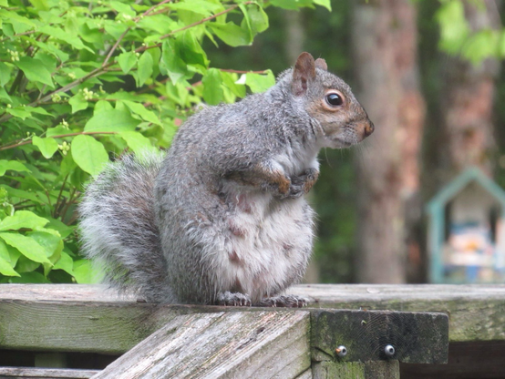 A photo of a nursing Grey Squirrel 
