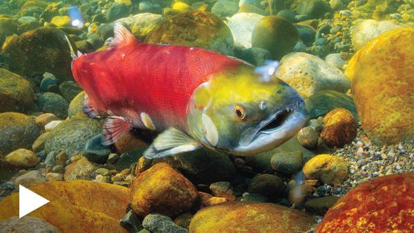 The image depicts a vibrant underwater scene featuring a large fish swimming over a bed of smooth, multicolored rocks. The fish has a striking red body with a yellowish-green head, and its fins are a mix of white and red. Its mouth is slightly open, and it appears to be exhaling bubbles. The water is clear, allowing visibility of the fish and the rocky bottom, which includes various shades of brown, yellow, and gray. The fish is the central focus, with its vivid colors contrasting against the m…