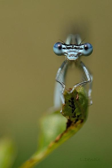 Pale blue male damselfly looking at the photographer