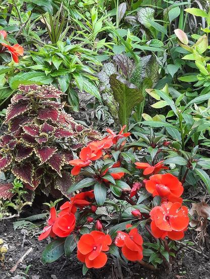 Edible garden with mustard greens, blueberry, impatients, and colrus.