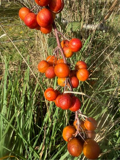  Crabapples on a branch in the sun