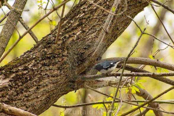 Black-throated warbler bird perched on a tree branch.