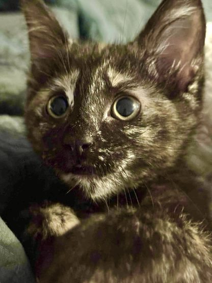 A tortoiseshell kitten with puppydog eyes
