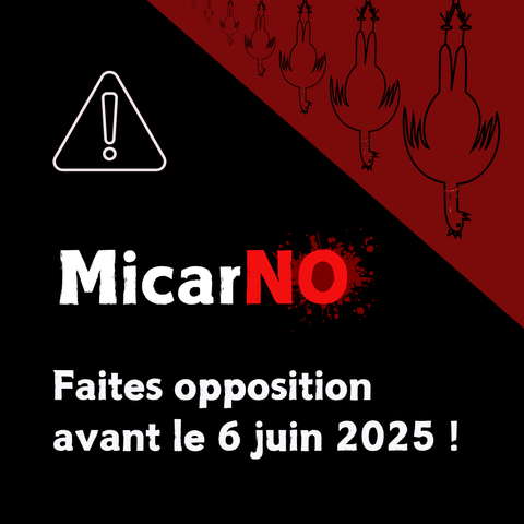 L'image en noir et rouge montre des dessins de poulets suspendues par les pattes en haut à droite. Le texte indique + MicarNO - Faites opposition avant le 6 juin"