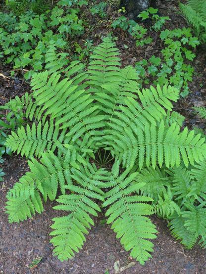 A large fern viewed from the top.  All lines point to the center.