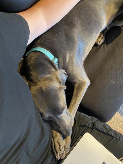 Piper stretched out on the couch with her head and paws on my lap, totally not interrupting me from working on my computer.