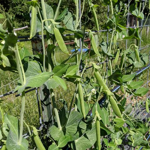 A photo of peas on the vine. There are many pea pods, some swelling from peas forming inside. They were harvested in this state for salads and stir fry.