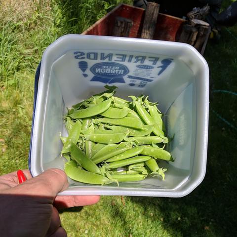The harvested peas in a square pail, or bucket. A hand that might be holding a one handed cutting utensil that could possibly be part of the sewing kit that isn't actually that handy for sewing... is also seen holding the corner of the pail. There is a wood wagon with willow wood beyond the bucket in the shade.