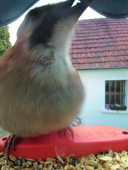 Eichelhäher im Futterhäuschen