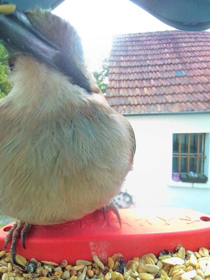Eichelhäher im Futterhäuschen