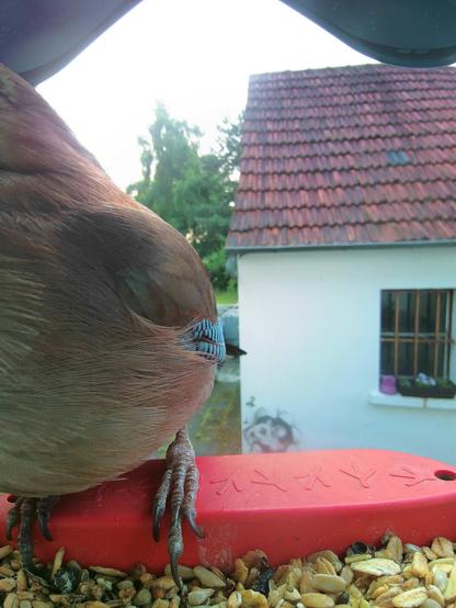 Eichelhäher im Futterhäuschen