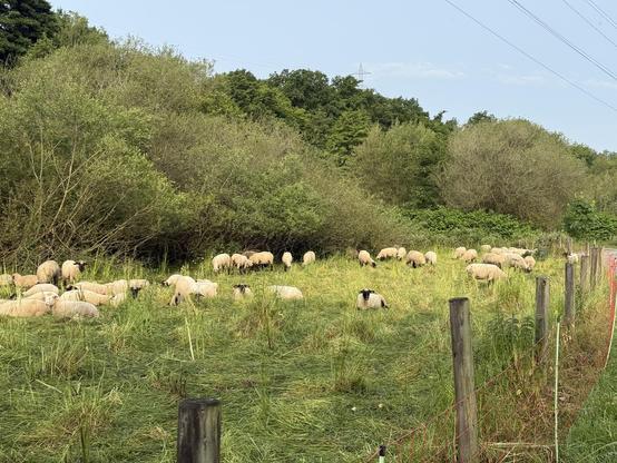 A flock of sheep grazing in a green field surrounded by trees and bushes, with wooden posts and a red fencing in the foreground.