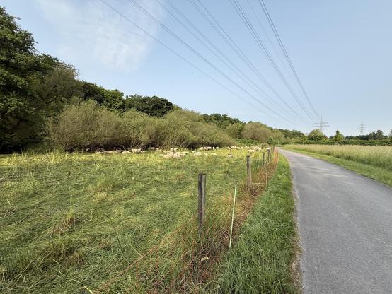 A rural scene featuring a winding pathway beside a grassy field and dense bushes. Electric power lines are visible overhead, and a group of sheep is grazing in the background.