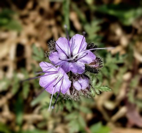 Fleurs de Phacelia en gros plan, fleur idéale pour les pollenisateurs et comme engrais ver.
Description de la photo :
Fond flou brun, beige et vert, ce sont des herbes et branches.
Au centre, la fleur composée de 3 fleurs de couleurs mauves et blanc.
Les pistils sont très visibles.
