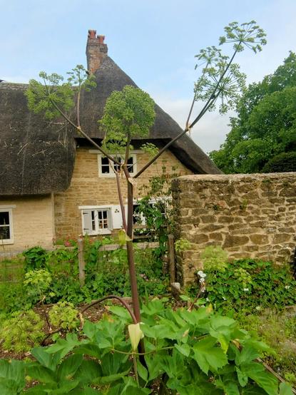 A tall angelica plant with the thatched museum cottage in the background.