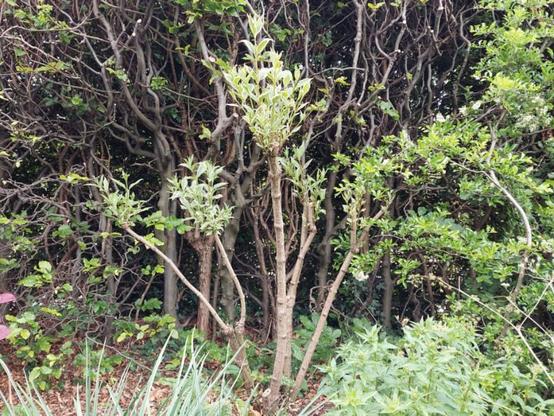 Huge Weigela Florida Variegata pruned to form a multi-stemmed shrub - two months after inital pruning