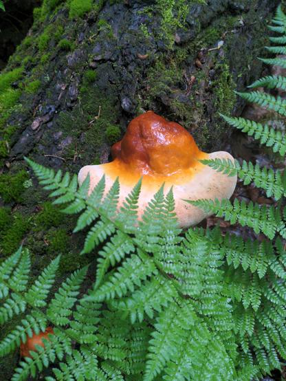 Ganoderma lucidum, or reishi mushroom starting to form on a large mossy log.  In the foreground grows a Dryopteris marginalis, or marginal wood fern
