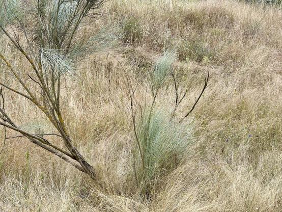 Grasses and colors
