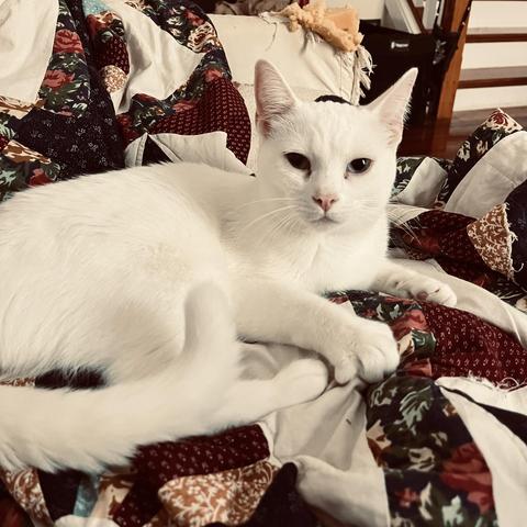 a white cat lounging on a colorful quilt looks at us