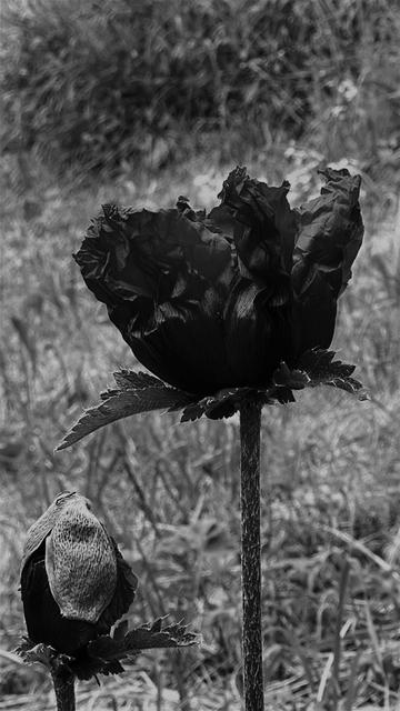 Amapola en flor oriental junto a un capulllo  a punto de florecer, con un fondo de hierba. En blanco y negro, siendo como resultado una hermosa amapola negra.