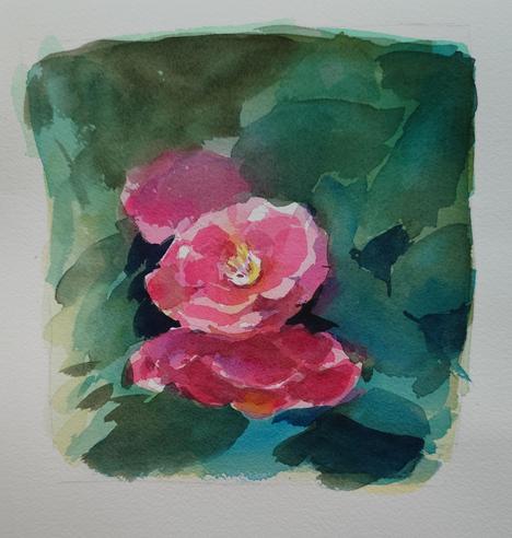 A watercolor painting of a study of some red Camellia flowers. There are three flowers with one main one, another darker one below it, and one that blends into the background. The background is a dark blue green that resembles leaves
