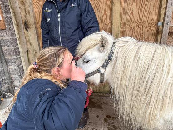 equine vet examines shetland pony's eye