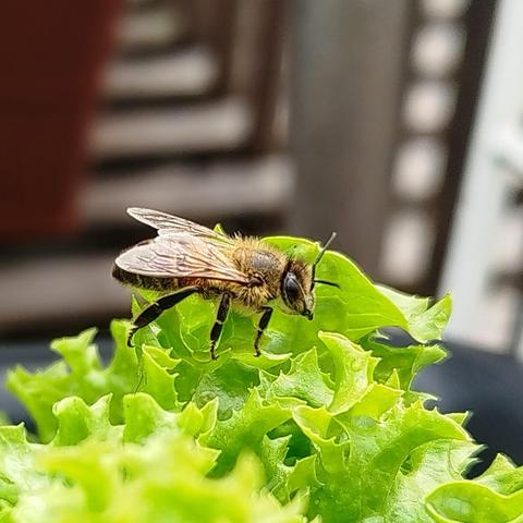 Bas de l'image : Feuille de salade frisée vertes 
Sur lesquelles s'est posée une abeille, elle est au centre de l'image.
À l'arrière plan, jeu de lignes noires et blanches floues.