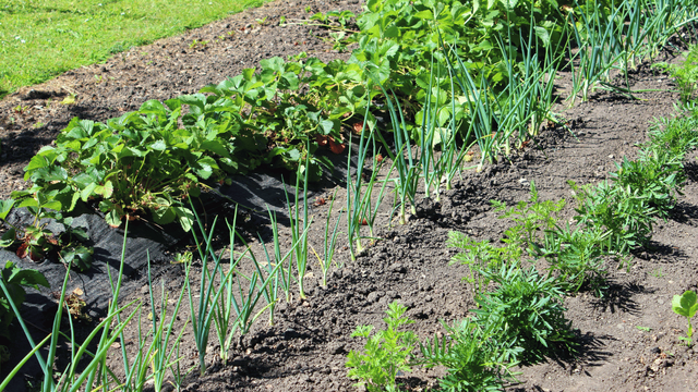 Garlic Companion Plants