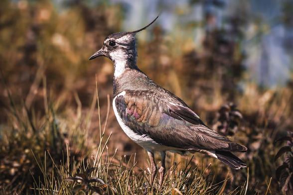 A Northern Lapwing stands alert in grassy terrain, its iridescent green and purple plumage catching the light. Its signature crest curves upward from its head, and the background is softly blurred with warm tones.

