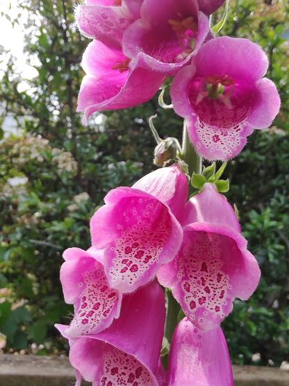 Digitalis