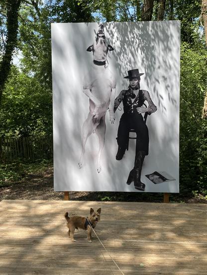 in a wooded setting a large scale print of Bowie in a hat and clothing to the right of a large jumping great dane dog; below on a decked area a small tricolour Norwich terrier type dog looks at the camera