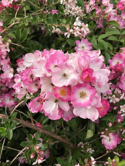 The flowers on this rambling rose are such a perfect pink and white, and although they are small, they are many! the bees absolutely love them, too! 

#beefriendly #bees #roses #flowers 