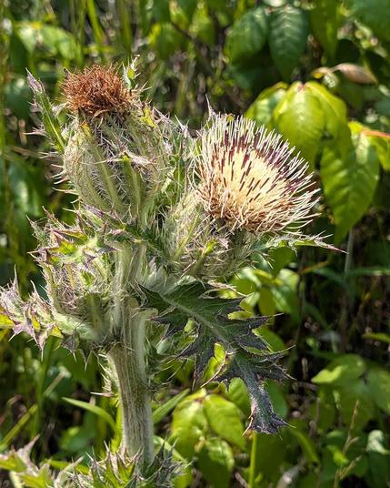 image of a yellow thistle with poison ivy plants in the background