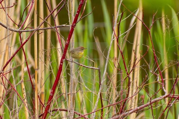 A palm warbler bird perched on a branch of the Red Osier Dogwood plant in a wetland. 