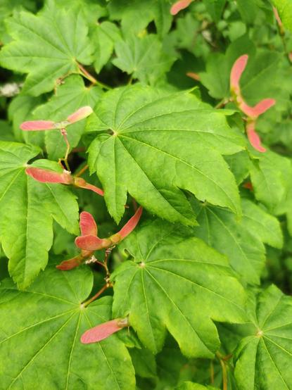 A photograph of several vines maple leaves, celebrating the red seedpods growing between them.