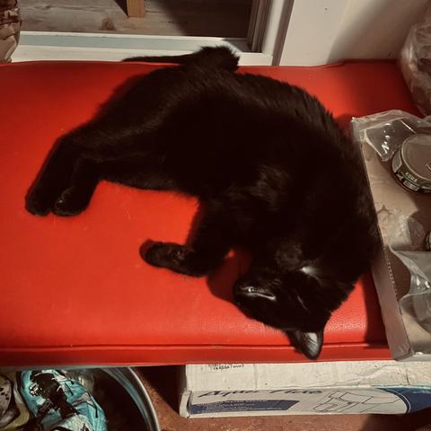 a black cat sleeping, belly exposed, on a red cushion