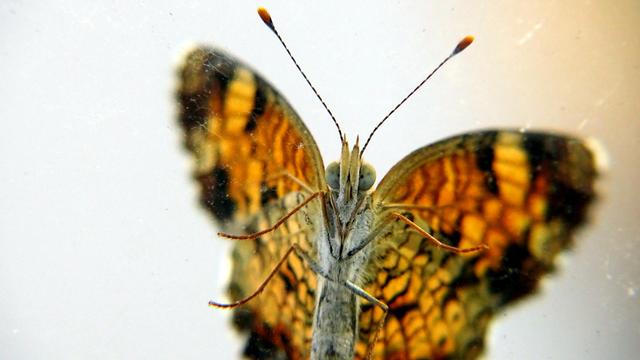 Black and orange butterfly with blue eyes that landed on the glass of my screen door one overcast day, so seen from below.