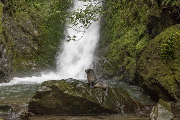 A fur seal pup on a rock in front of a waterfall