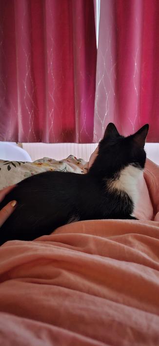 Schwarz weisse katze auf meinem schoss im bett. Morgenlicht küsst den altrosanen vorhang