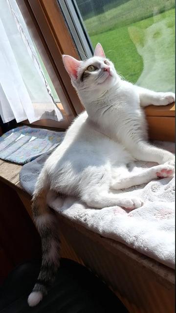 Weisse katze liegt an einem sonnigen fensterbund hat arm lässig auf dem fenster abgelegt.