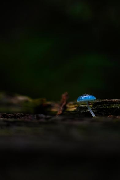 The Pixie Parasol (Mycena interrupta) in Mount Macedon is a tiny, bright blue mushroom that looks straight out of a fairytale. Found in the cool, damp forests during autumn and winter, it grows on mossy logs and leaf litter. Its vibrant color stands out in the misty, fern-filled forest, making it a magical find for nature lovers and photographers.